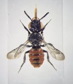 Calliopsis Cuckoo Nomad Bee thumbnail 3