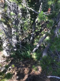 Hydnotrya variiformis thumbnail 1