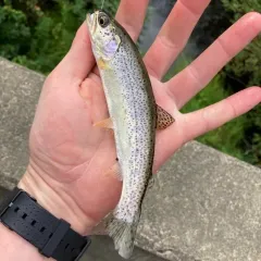 Coastal Cutthroat Trout thumbnail 3