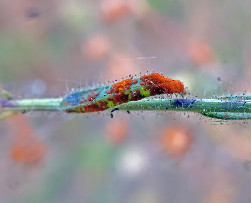 Coleosporium madiae