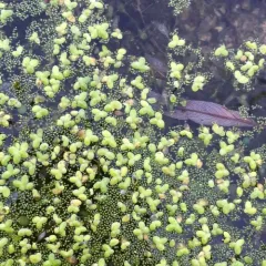 Common Duckweed thumbnail 2