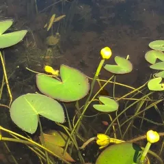 small yellow pond-lily thumbnail 2