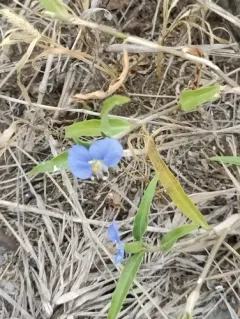 whitemouth dayflower thumbnail 3