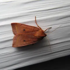 Pointed Sallow thumbnail 2