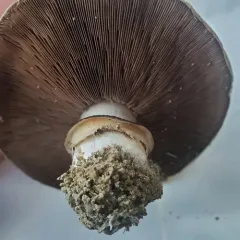 Pavement Mushroom thumbnail 3
