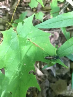 Gallmaking Maple Borer thumbnail 2