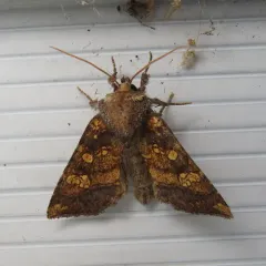 Burdock Stem Borer Moth thumbnail 3