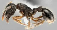Eroded Ant thumbnail 2