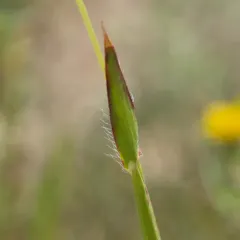 Thin Paspalum thumbnail 3