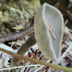 long-stalked gray cup thumbnail 4