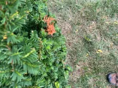 Pestalotiopsis Tip Blight thumbnail 2