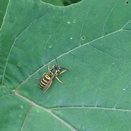 Eastern Yellowjacket