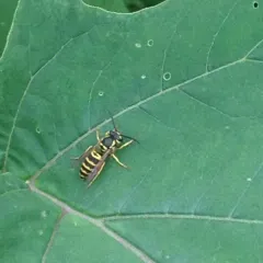 Eastern Yellowjacket thumbnail 1