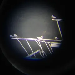Common Tern thumbnail 1