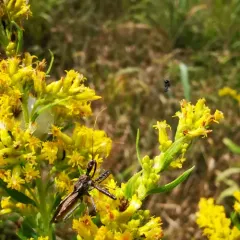 Spined Assassin Bug thumbnail 3