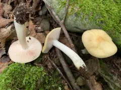 Entoloma bicolor thumbnail 2