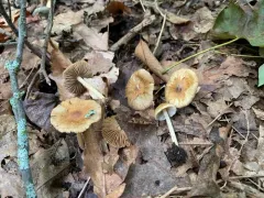 Inocybe xanthomelas thumbnail 3
