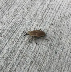 Clay-colored Billbug thumbnail 4