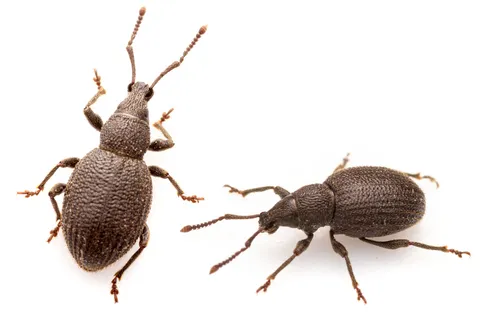 Strawberry Root Weevil