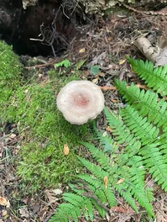 Grey Milkcap thumbnail 2
