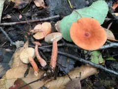 Lactarius neotabidus thumbnail 2
