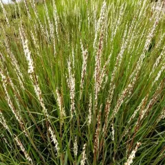Saltmarsh Cordgrass thumbnail 2