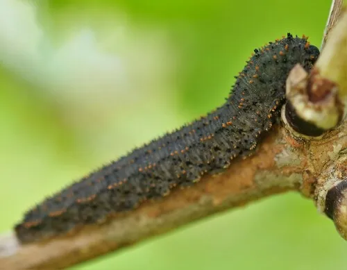 Lagium atroviolaceum