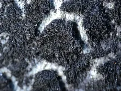 Thermutis velutina thumbnail 2