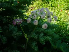 Canby's Angelica thumbnail 2
