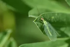 Chrysopa pleuralis thumbnail 2