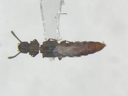 Thoracophorus costalis