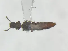 Thoracophorus costalis thumbnail 1