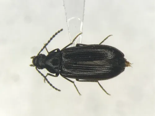 Mycetochara foveata