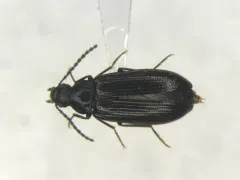 Mycetochara foveata thumbnail 1