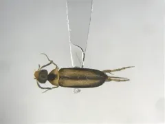 Mordellistena limbalis thumbnail 2