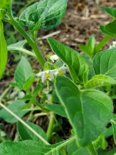 Hairy Nightshade thumbnail 4
