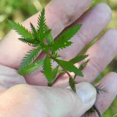 marsh mermaidweed thumbnail 2