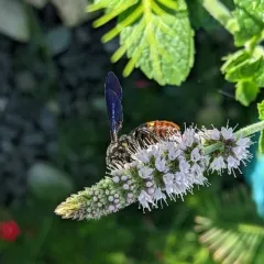 Blue-winged Scoliid Wasp thumbnail 3