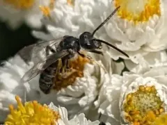 Comma Sweat Bee thumbnail 1