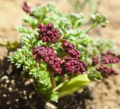 Wenatchee Desertparsley thumbnail 2