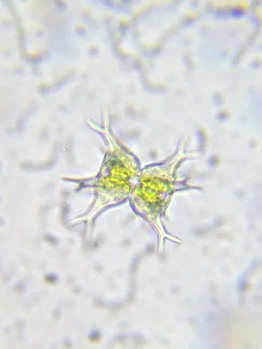 Staurastrum clevei
