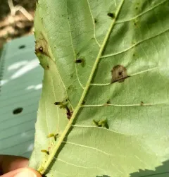 Hickory Bullet Gall Midge thumbnail 4
