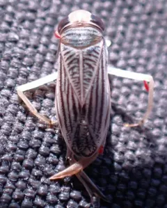 Sigara trilineata thumbnail 2