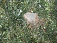 Cherry Ermine thumbnail 4