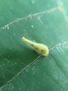 Caryomyia spinulosa thumbnail 3