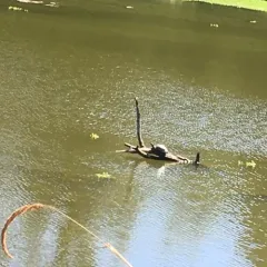 Northwestern Pond Turtle thumbnail 2
