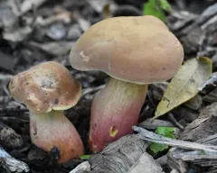Lanmaoa pseudosensibilis thumbnail 3