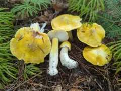 Tricholoma subluteum thumbnail 4