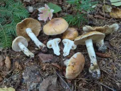 Phlegmacium claricolor thumbnail 3