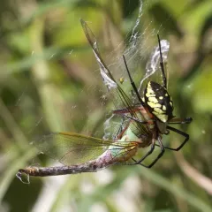 Yellow Garden Spider thumbnail 1